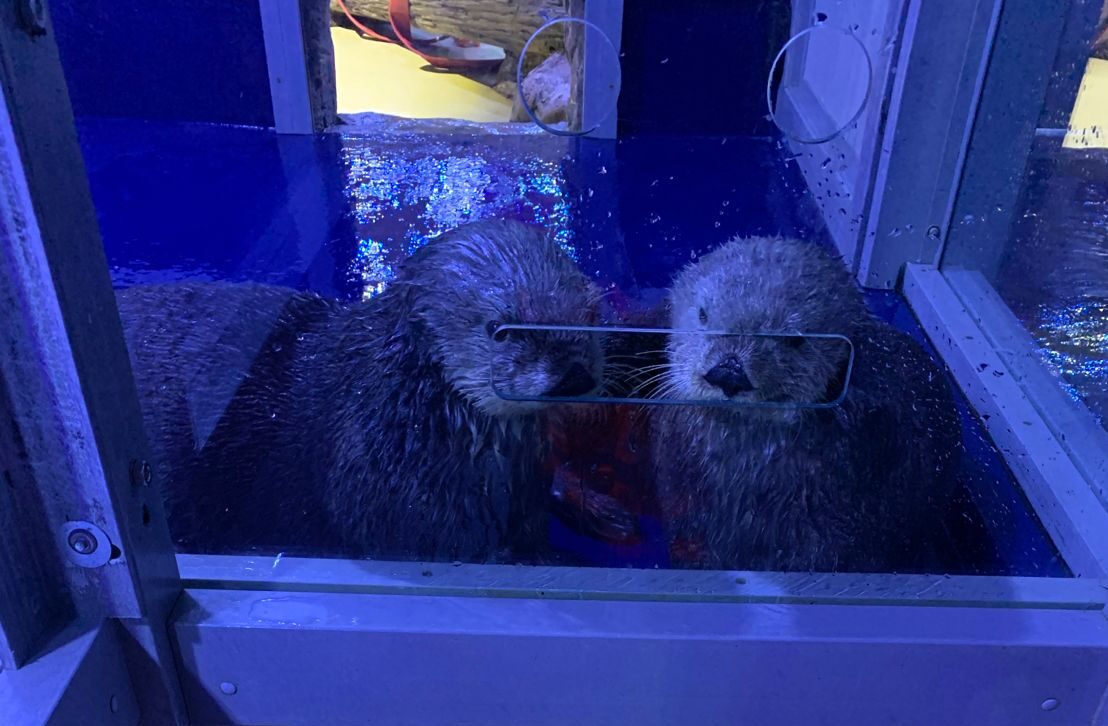 Two otters in a popular Birmingham aquarium who managed to block the drains with their fur.