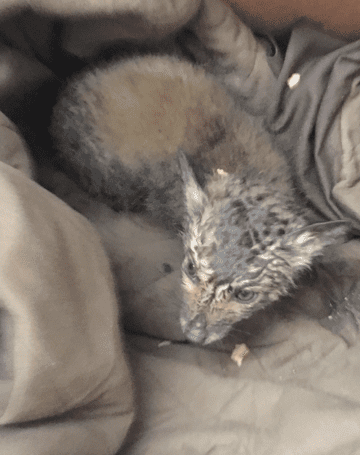 a fox cub surrounded by blankets